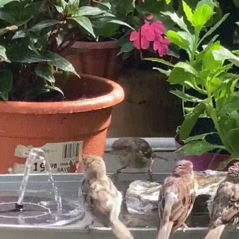 Garden fountain in action