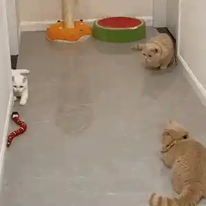 Cat interacting with toy