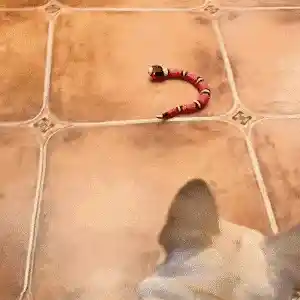 Cat playing with toy
