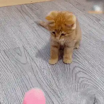 Interactive cat toy in action