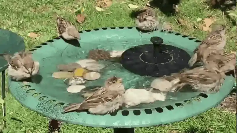 Beautiful fountain in a garden