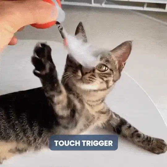 Cat playing solo with Snappy Tail