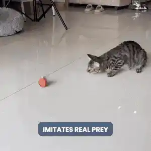 Snappy Tail high speed action